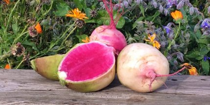 Winter radishes at 47th Ave Farm