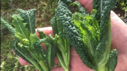 Kale tops from 47th Ave Farm