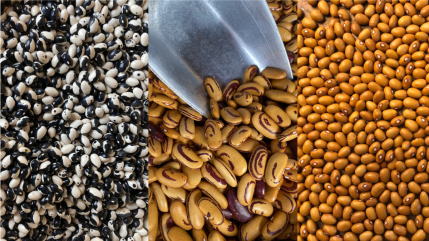 A cornucopia of dried beans at 47th Avenue Farm
